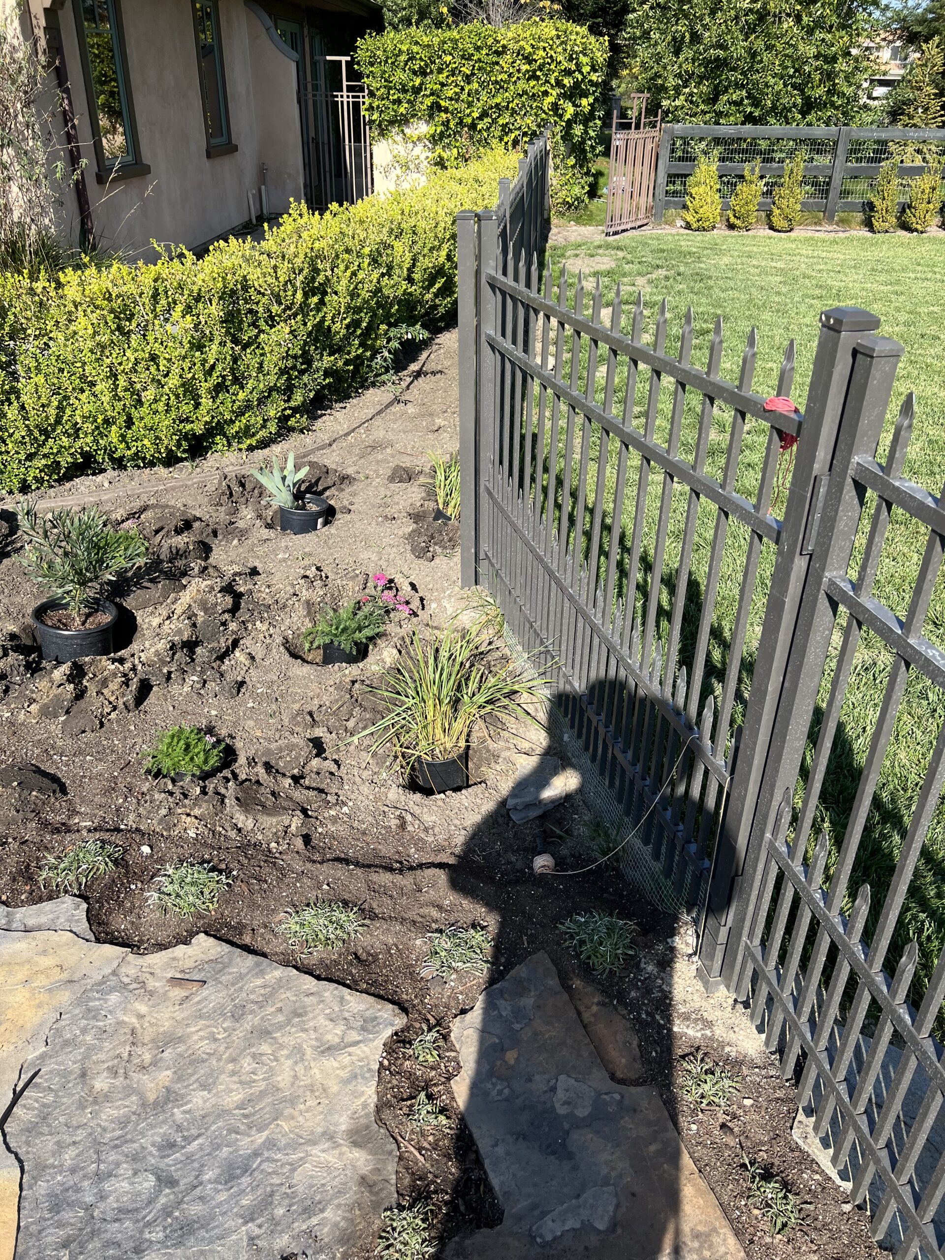 Pergola and drought-tolerant planting